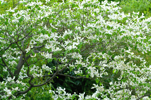 Cornus florida, commonly known as flowering dogwood, is a small deciduous tree that blooms in spring (April). The dogwood flowers are tiny, yellowish green and are compacted into button-like clusters. Each cluster of flowers is surrounded by four showy white or red petal-like bracts which open flat, giving the appearance of a single, large petaled flower. Bright red fruits appear in autumn which are inedible to humans but are loved by birds.