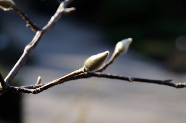 young shoots of magnolia on a branch in a city garden - focus on foreground magnolia branch blooming imagens e fotografias de stock