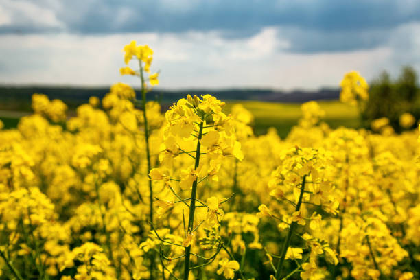 campi con colza in una giornata di sole. coltivazione della colza - canola flower foto e immagini stock