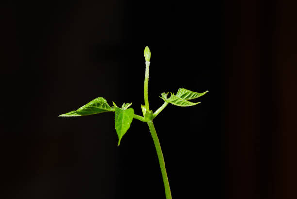 istock Bean sprouts.Green leaf plant in vase 1225178054