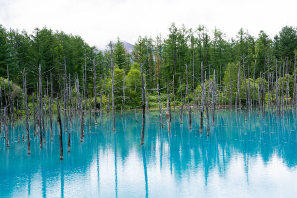 istock Blue pond in early summer in Biei 1225178316