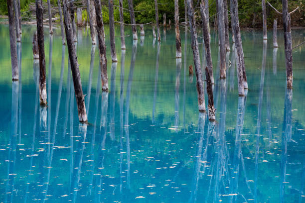istock Blue pond in early summer in Biei 1225178464