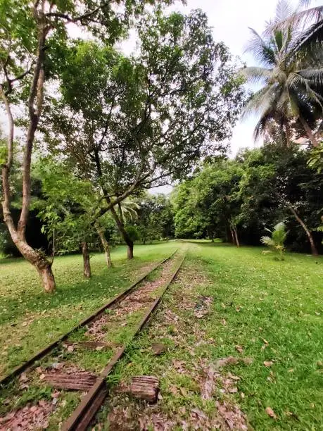 This is an old train trackline in Clementi, Singapore. It is hidden in a lust of greenery.