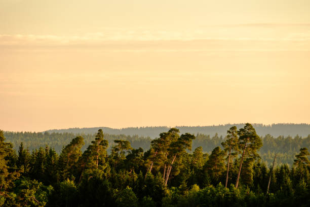 istock Tree tops in the morning sun 1225181322