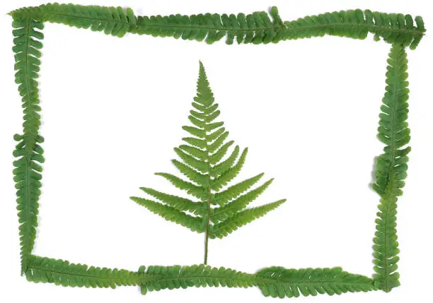 Natural fresh fern leaves look like christmas tree in a picture frame on white background with copy space for your own text like a christmascard