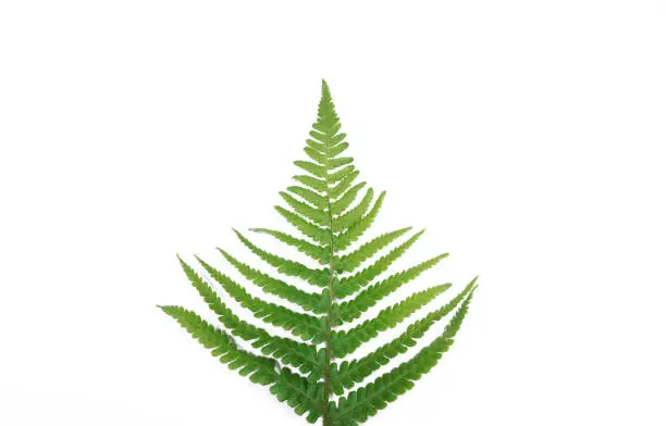 Natural fresh fern leaves look like christmas tree on white background with copy space for your own text like a christmascard (New Zealand symbol)