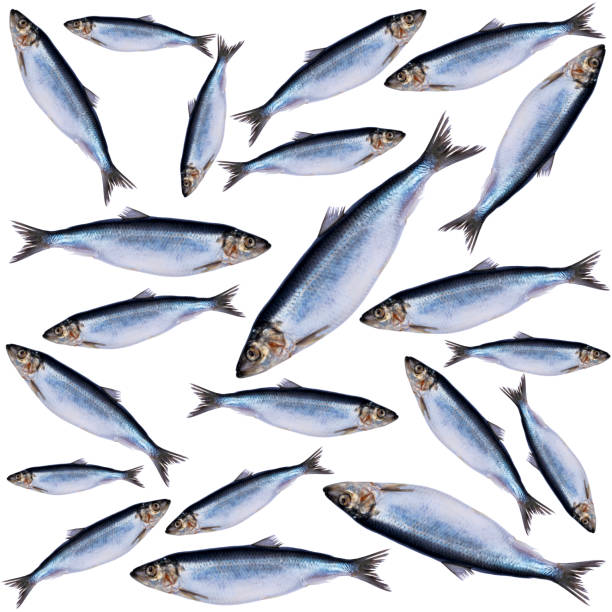 istock Herring fish pattern isolated on white background. Frozen group of fish pattern. iced atlantic fish. Herrings. Herring pattern. Herring texture. Empty space. Copy space. 1225182340