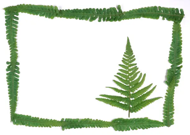 Natural fresh fern leaves look like christmas tree in a picture frame on white background with copy space for your own text like a christmascard