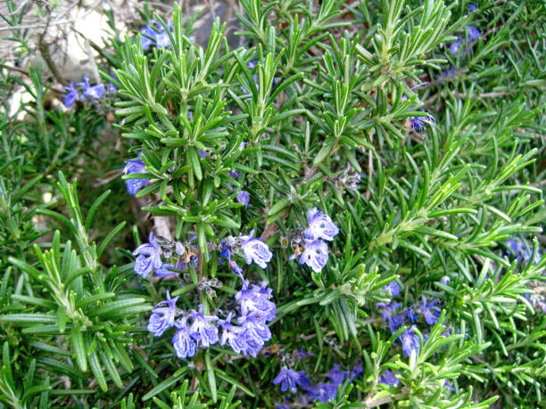istock Blue flower rosemary 1225182498