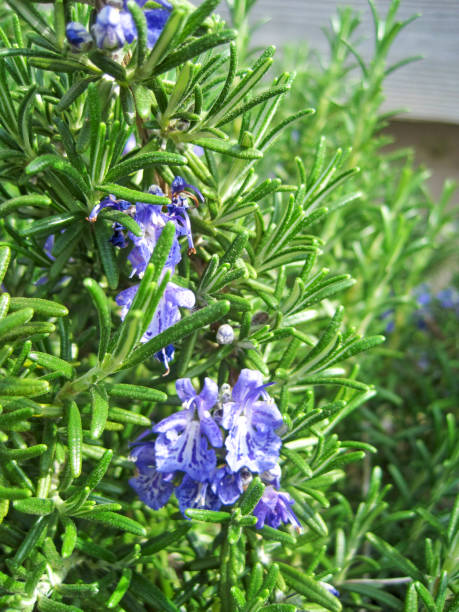 istock Blue flower rosemary 1225182527