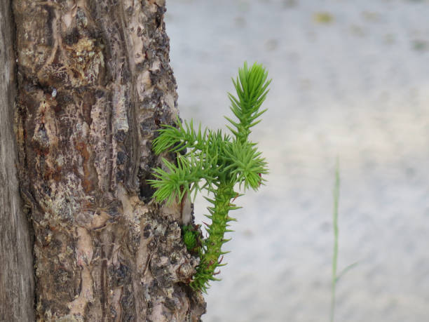 istock Old pine tree sporting fresh green new shoot 1225183282