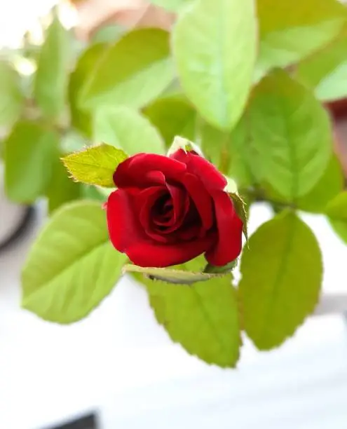 Rose plant blossomed