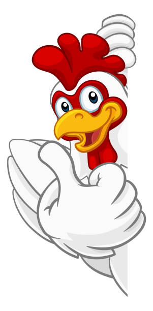 Chicken Rooster Cockerel Bird Cartoon Character A chicken rooster cockerel bird cartoon character peeking around a sign and giving a thumbs up chicken thumbs up design stock illustrations