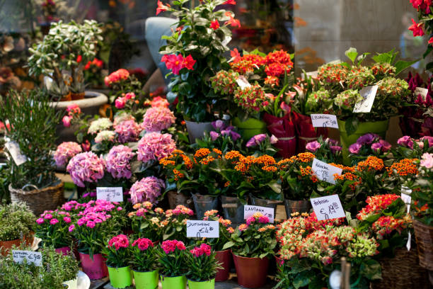 istock Flower market with various multicolored fresh flowers in pots. Red, pink,orange hydrangea, bellflower beautiful multilevel showcase 1225184827