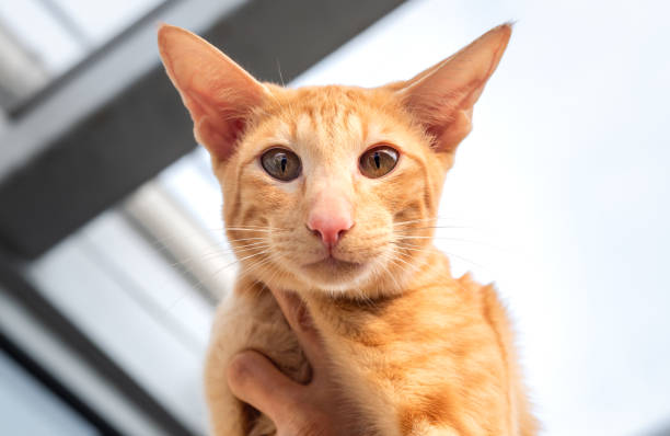 istock Portrait of Oriental red cat. 1225184968