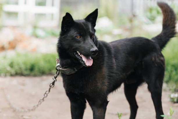 Home guard black dog on a chain. Watchdog shepherd or laika protects the house