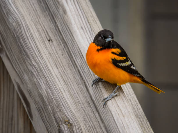 istock Close up of Baltimore Oriole perching 1225188429