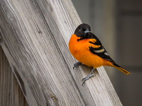 Close up of bright orange and black  Baltimore Oriole perching