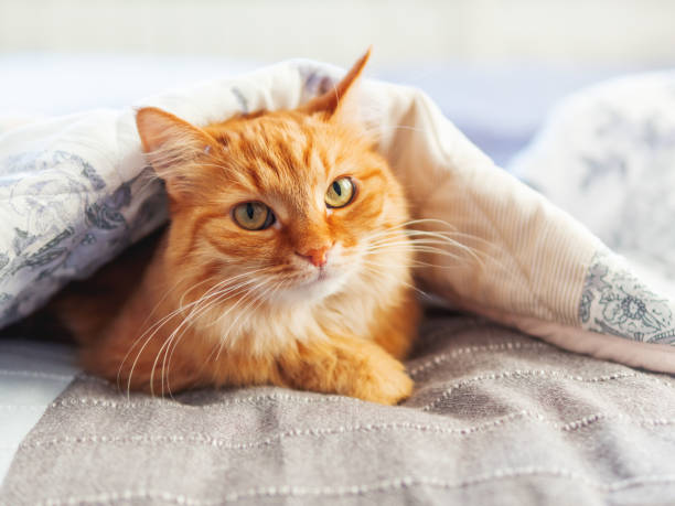 Cute ginger cat is hiding under blanket. Fluffy pet at cozy home background. stock photo