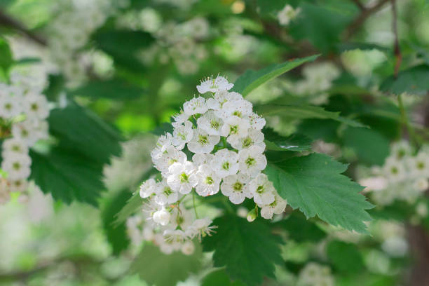 istock Small white hawthorn flowers bloom in spring 1225188559