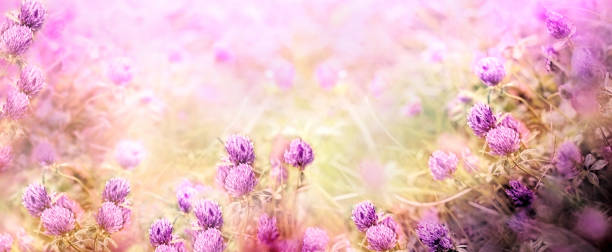 istock Wild red clover, flowering clover in meadow, beautiful landscape in spring 1225188630