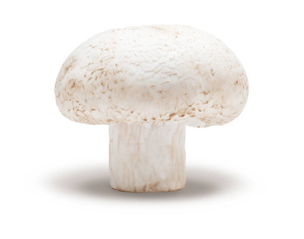 istock Whole mushroom (champignon, cut foot, Agaricus Bisporus) and raw. Isolated on white background 1225188726