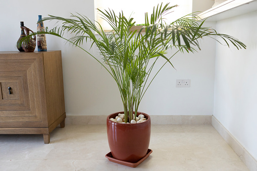 Ferns, Plant, Living Room, Decoration - Potted plant in the living room