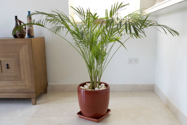 Bamboo Palm Growing in a Pot - Decorative Indoor Plant Ferns, Plant, Living Room, Decoration - Potted plant in the living room sideboard photos stock pictures, royalty-free photos & images