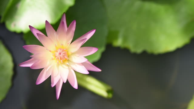 Beautiful Lotus or waterlily on pond outdoor