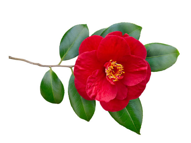 istock Red camellia semi-double form open flower and leaves isolated on white 1225189644