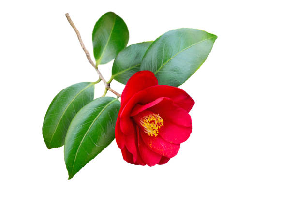 Red camellia japonica semi-double form flower and leaves isolated on white Red camellia japonica semi-double form flower and leaves isolated on white. Japanese tsubaki. Chinese symbol of love. camellia stock pictures, royalty-free photos & images