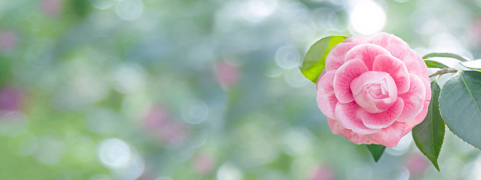 Pale pink camellia japonica rose form flower and leaves in the corner of the long horizontal background. Japanese tsubaki. Toned image.