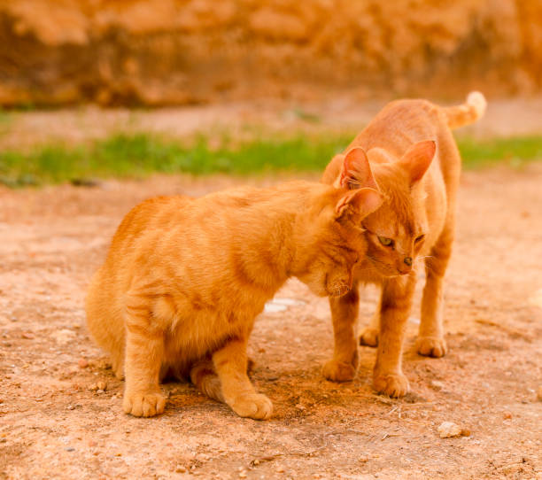 une paire de chats. - domestic cat ginger two animals kitten photos et images de collection
