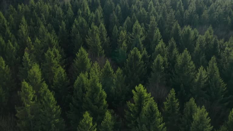 Fly over the colourful trees in a wood. Tops of a fir trees.