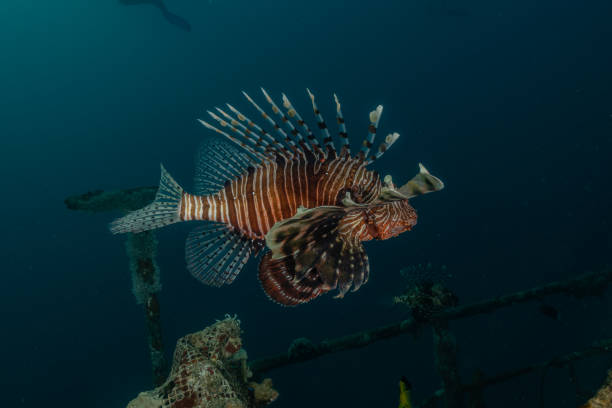 istock Lion fish in the Red Sea 1225190588