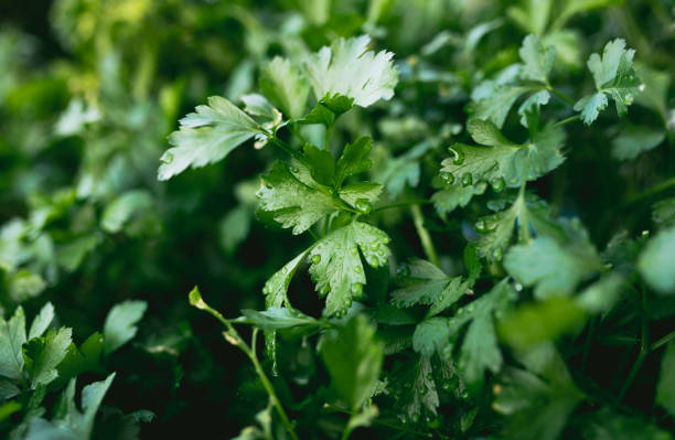 istock Herb Garden with Parsley in natural back yard garden box 1225192017