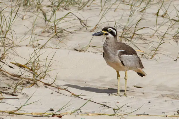 Beach Stone-curlew enjoying morning sun on a Beach, Northern Rivers, NSW, Australia