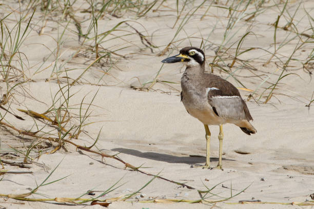 plaża kamień-curlew - stone curlew zdjęcia i obrazy z banku zdjęć