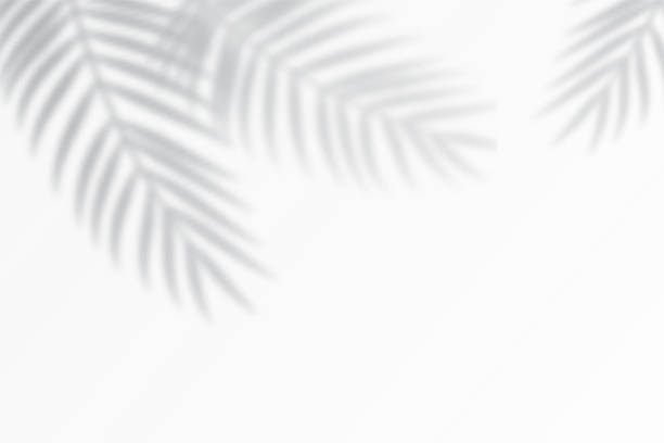 schatteneffekte mit tropischen palmblättern in der ecke. - leaves stock-grafiken, -clipart, -cartoons und -symbole