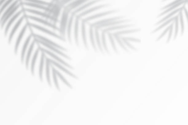 Shadow effects with tropical palm leaves in the corner. Shadow effects with tropical palm leaves in the corner. Flat lay background with tropical leaf shadow. Applicable for mockup, template background. Vector illustration drawing shadows stock illustrations