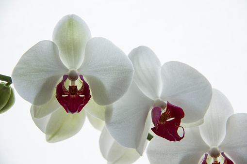 Orchid, Plant, Flower, Glass - Material, Single Flower