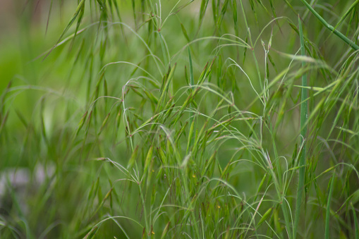Morning scene landscape of Cogon grass blowing in the wind with shallow depth of field.