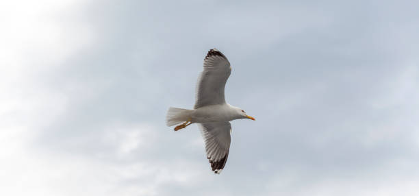 istock seagull at thassos island near keramoti kavala greece 1225198732