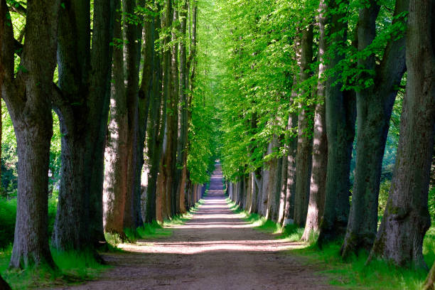 istock Beautiful poplar alley with spring green foliage. 1225199621