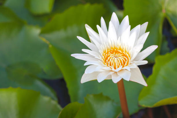 istock Beautiful white lotus blooming 1225199755