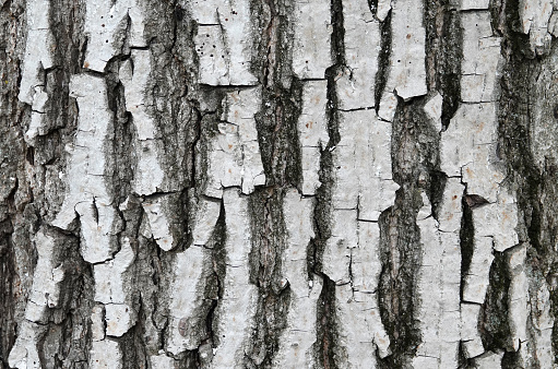 This is a walnut tree bark natural background.