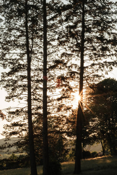 istock Landscape with forest and rising sun behind the tree trunks. 1225199873