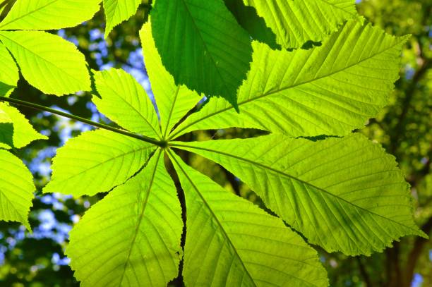 istock Horse Chestnut Leaves. 1225200745