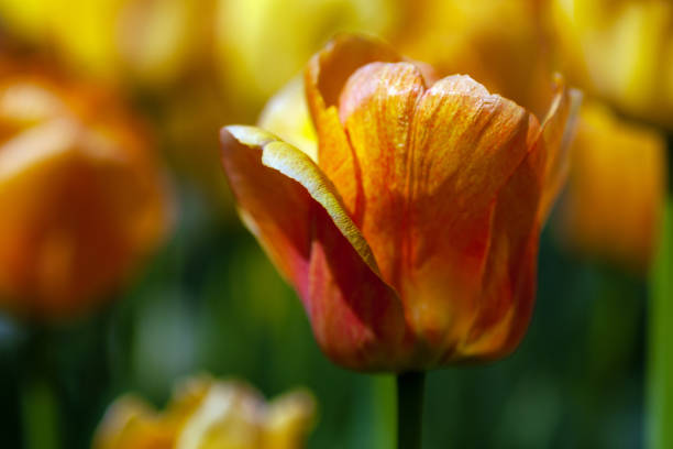 istock yellow-orange tulips in spring garden, closeup 1225200947