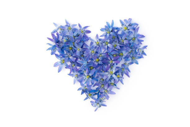 istock Heart shape of blue spring flowers 1225201124